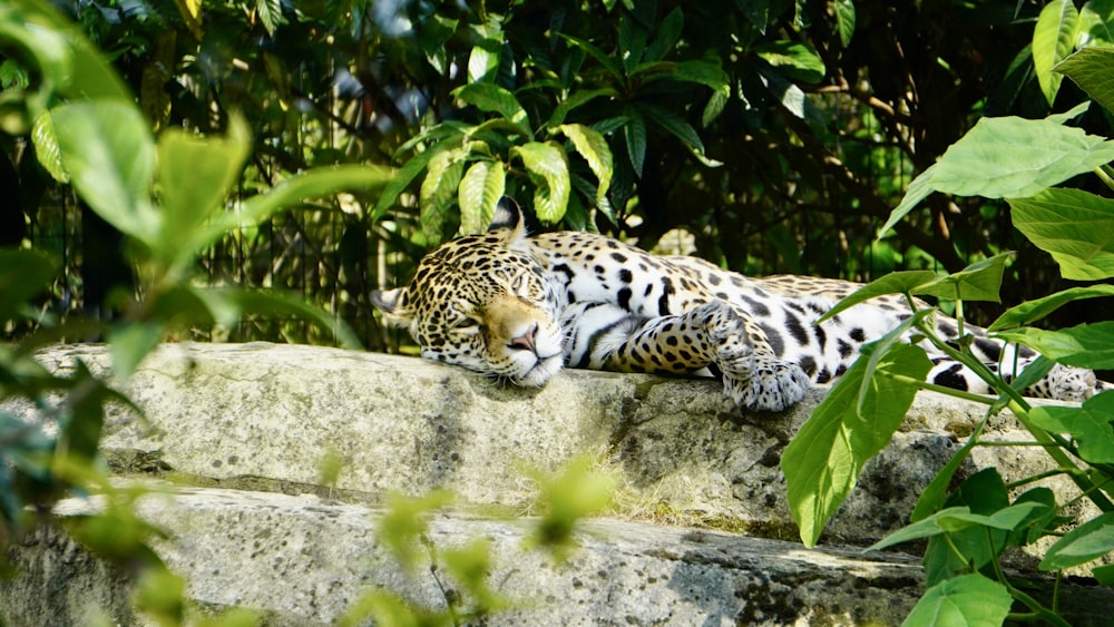 a leopard laying on top of a stone wall