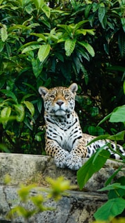 A jaguar is lounging on a stone surface amidst lush green foliage. Its intense gaze and relaxed posture create a striking visual. The surrounding dense leaves add to the natural and wild setting.