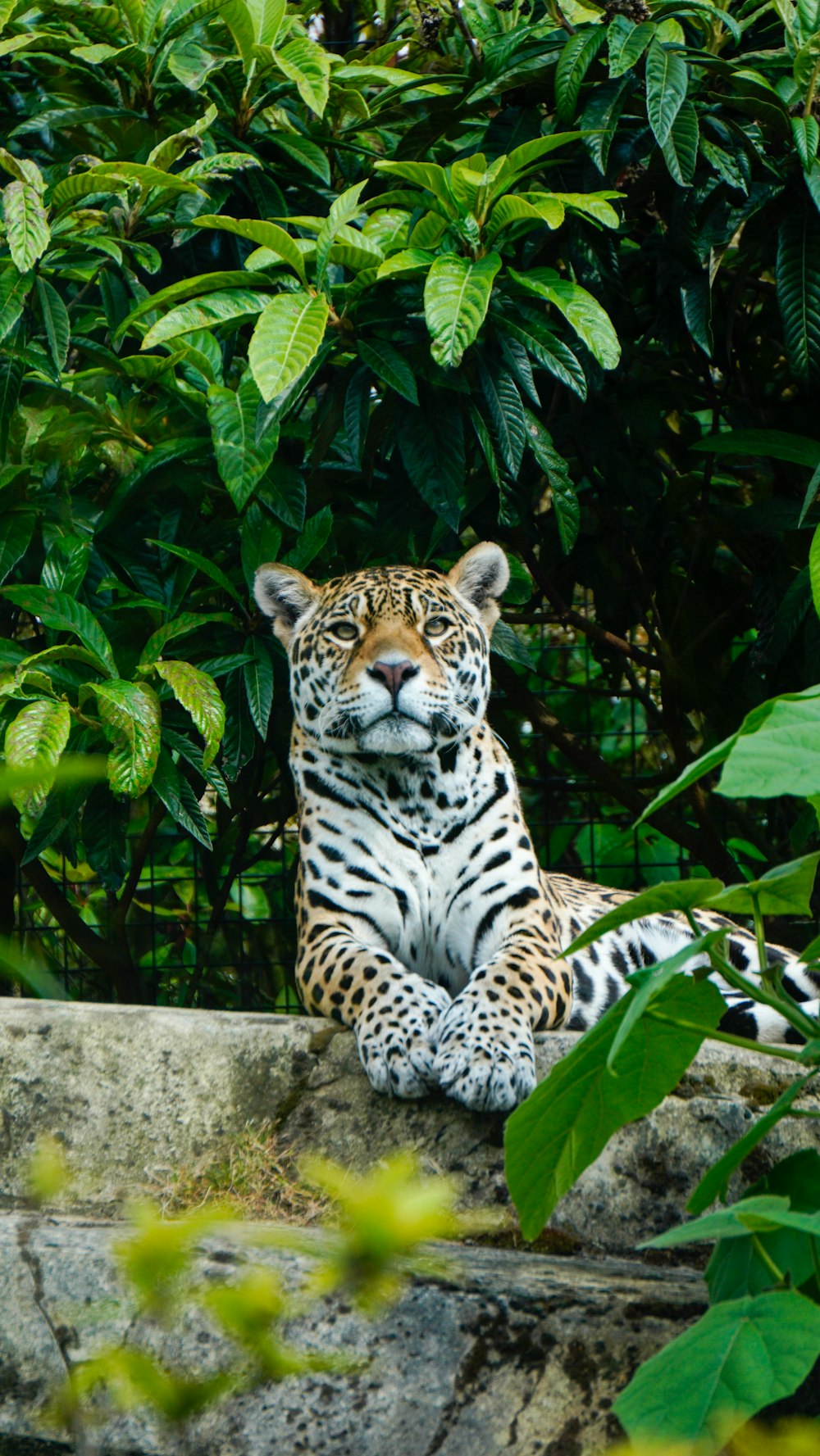 a large tiger sitting on top of a rock