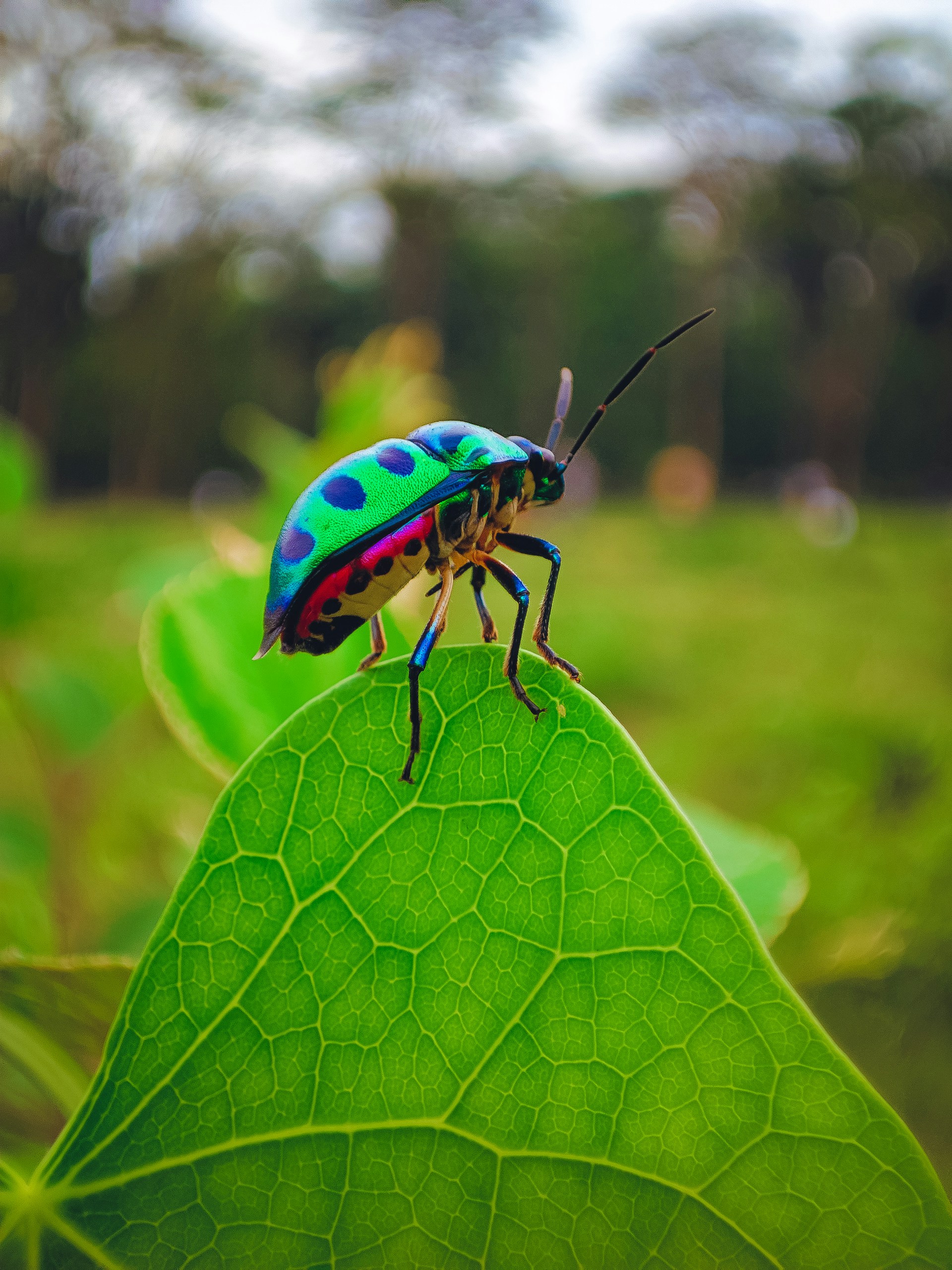 a colorful bug sitting on top of a green leaf
