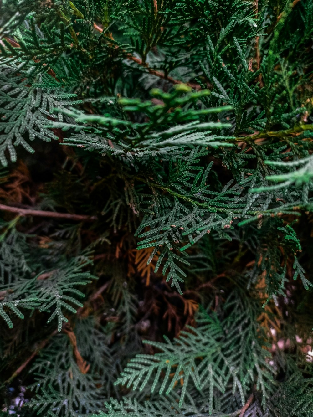 a close up of a pine tree with green needles