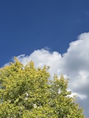 A vibrant image showcasing a tree-planting event.