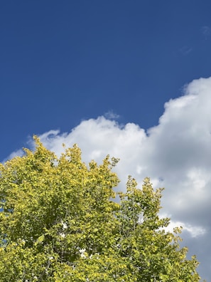 A vibrant image showcasing a tree-planting event.