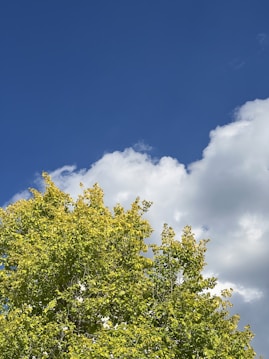 A vibrant green tree is prominently featured at the bottom of the image with its lush foliage extending upwards. Behind the tree, a clear blue sky is partly covered with fluffy white clouds, adding contrast and depth to the scene.