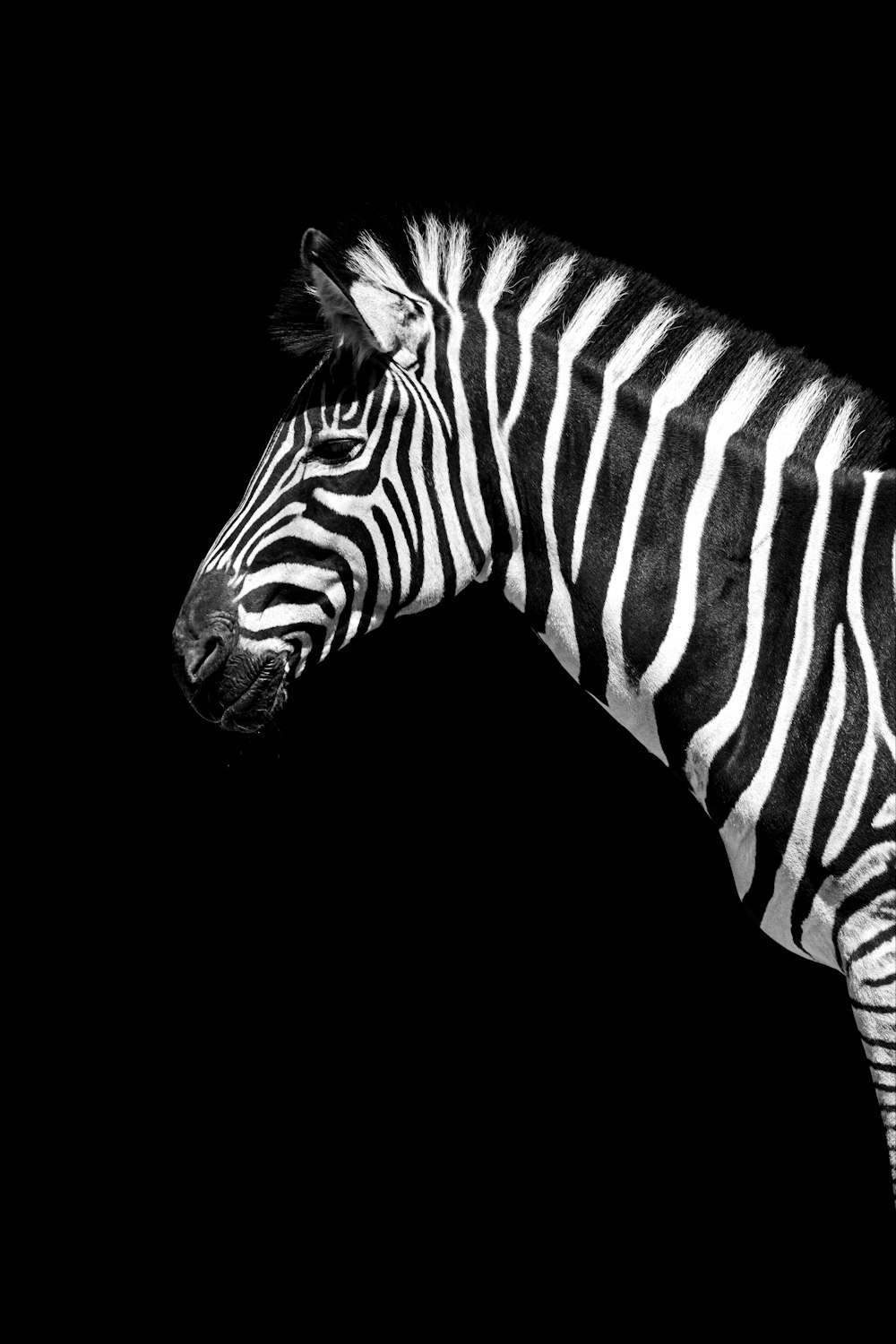 a black and white photo of a zebra