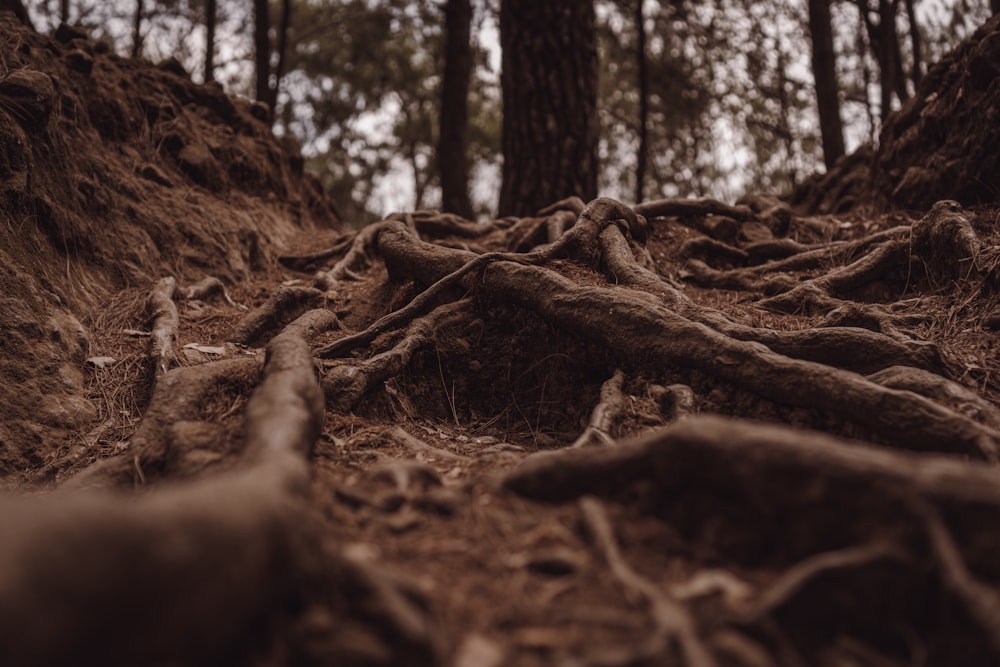 a large group of trees that are in the dirt