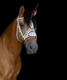 A brown horse adorned with intricate, decorative bridle featuring white and gold beadwork. The bridle also includes an artificial horn, resembling a unicorn. The background is completely black, emphasizing the horse and its elaborate adornment.