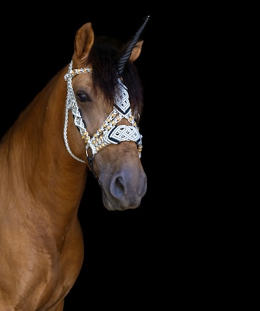 A brown horse adorned with intricate, decorative bridle featuring white and gold beadwork. The bridle also includes an artificial horn, resembling a unicorn. The background is completely black, emphasizing the horse and its elaborate adornment.