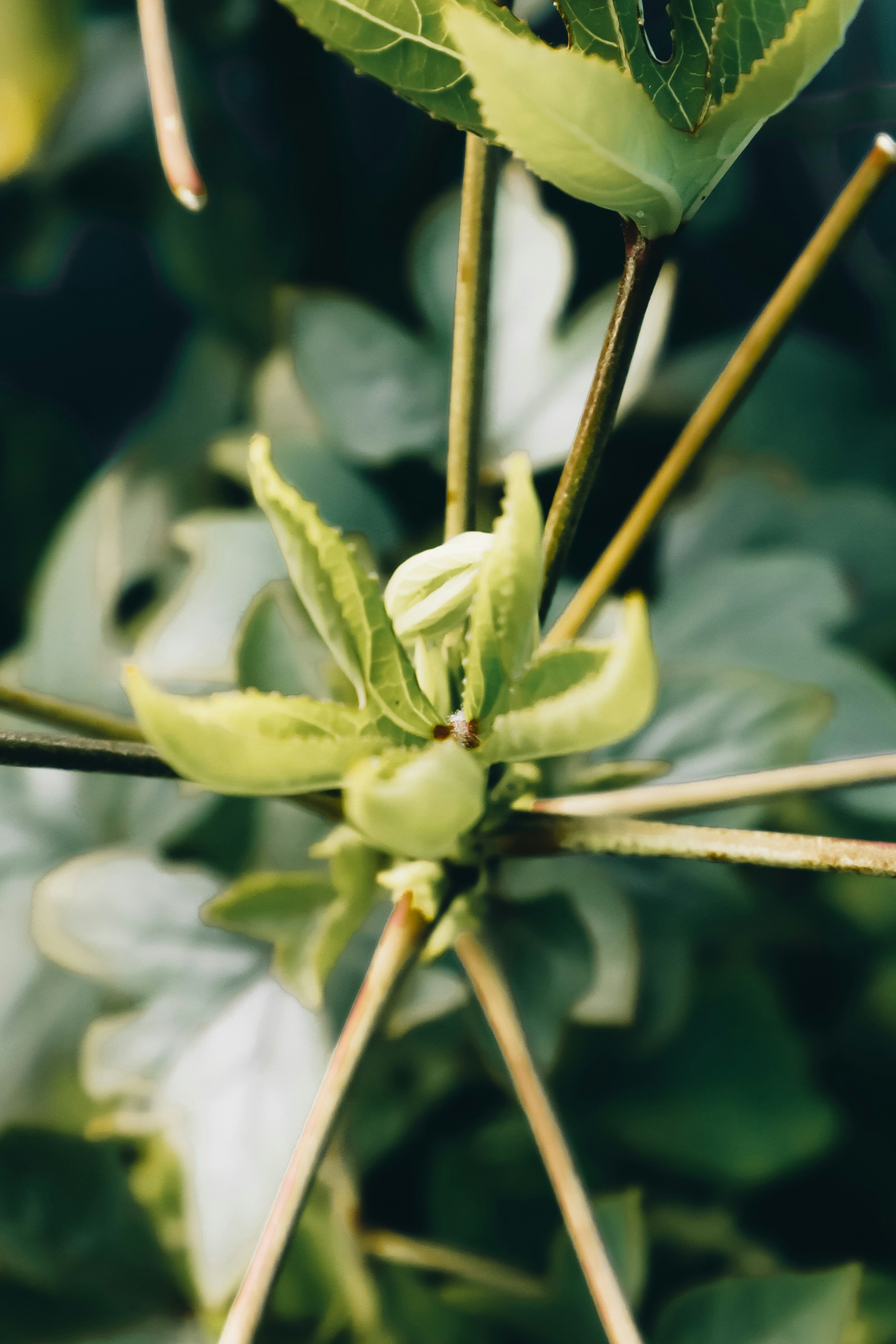 Photo by tareq_hasan