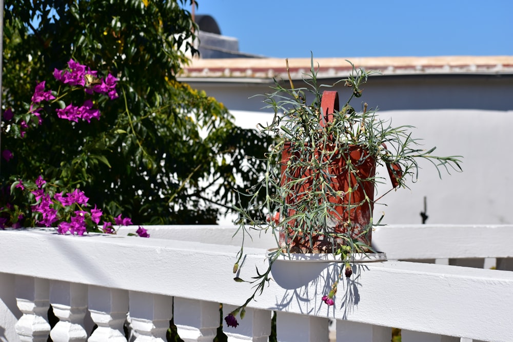 una planta en maceta colgada de una cerca blanca