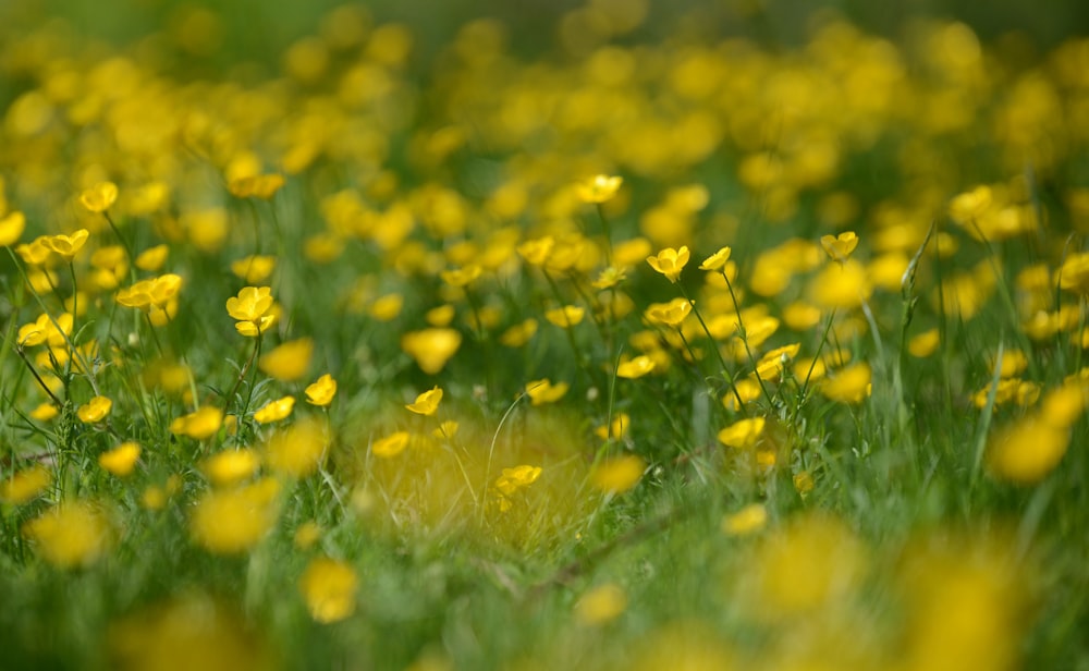 a field full of yellow flowers and green grass