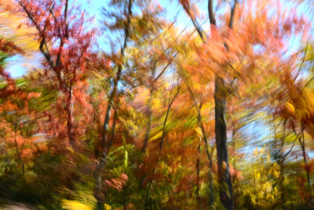 a blurry photo of trees in autumn