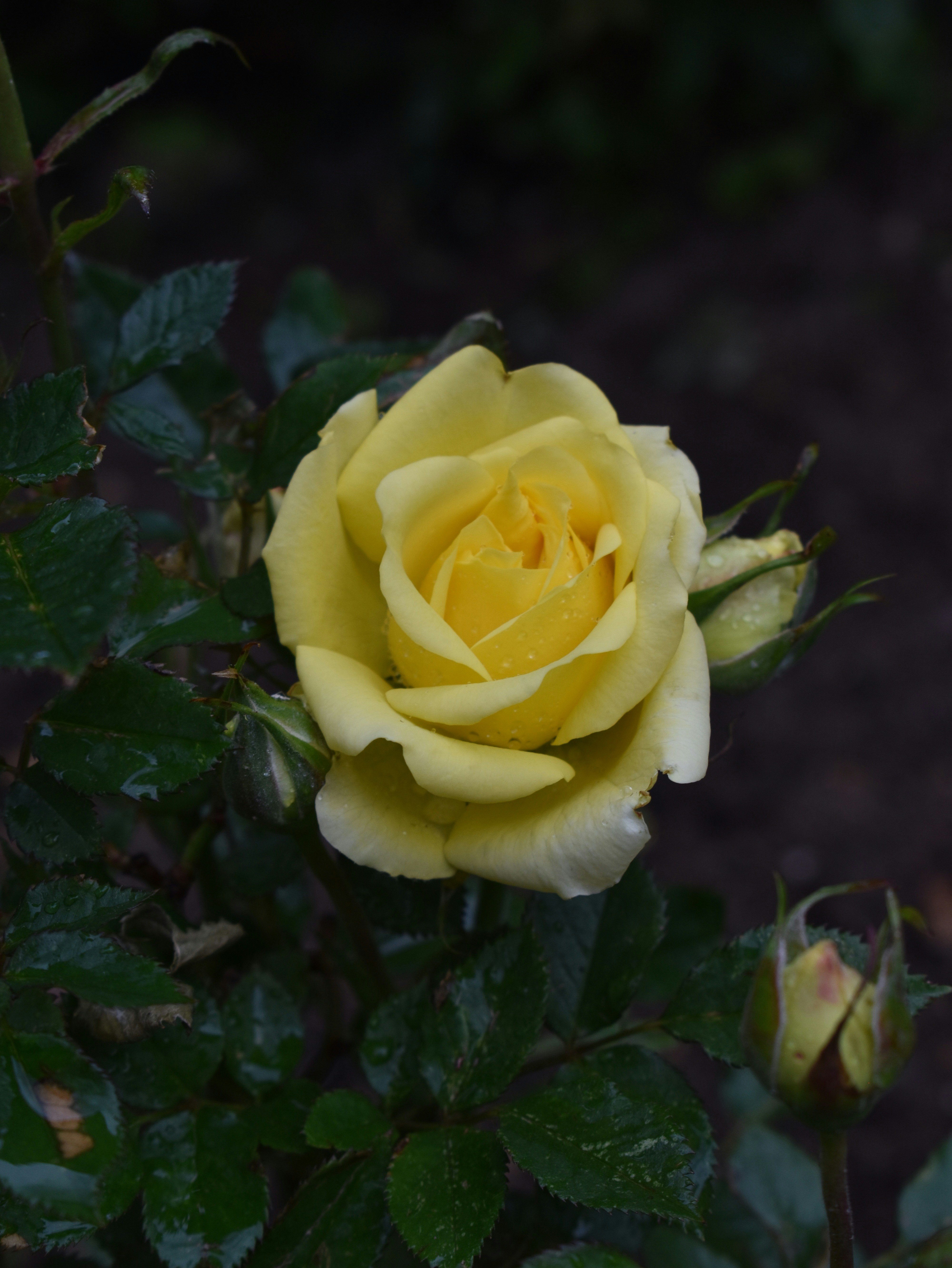 Photo by mustafakonuk