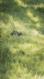 A vibrant Australian kangaroo resting in a sunlit native bushland setting.