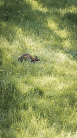 A vibrant Australian kangaroo resting in a sunlit native bushland setting.