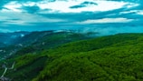A panoramic view of dense rhododendron forests blanketed in mist within Kedarnath wildlife sanctuary.