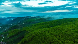 A panoramic view of dense rhododendron forests blanketed in mist within Kedarnath wildlife sanctuary.