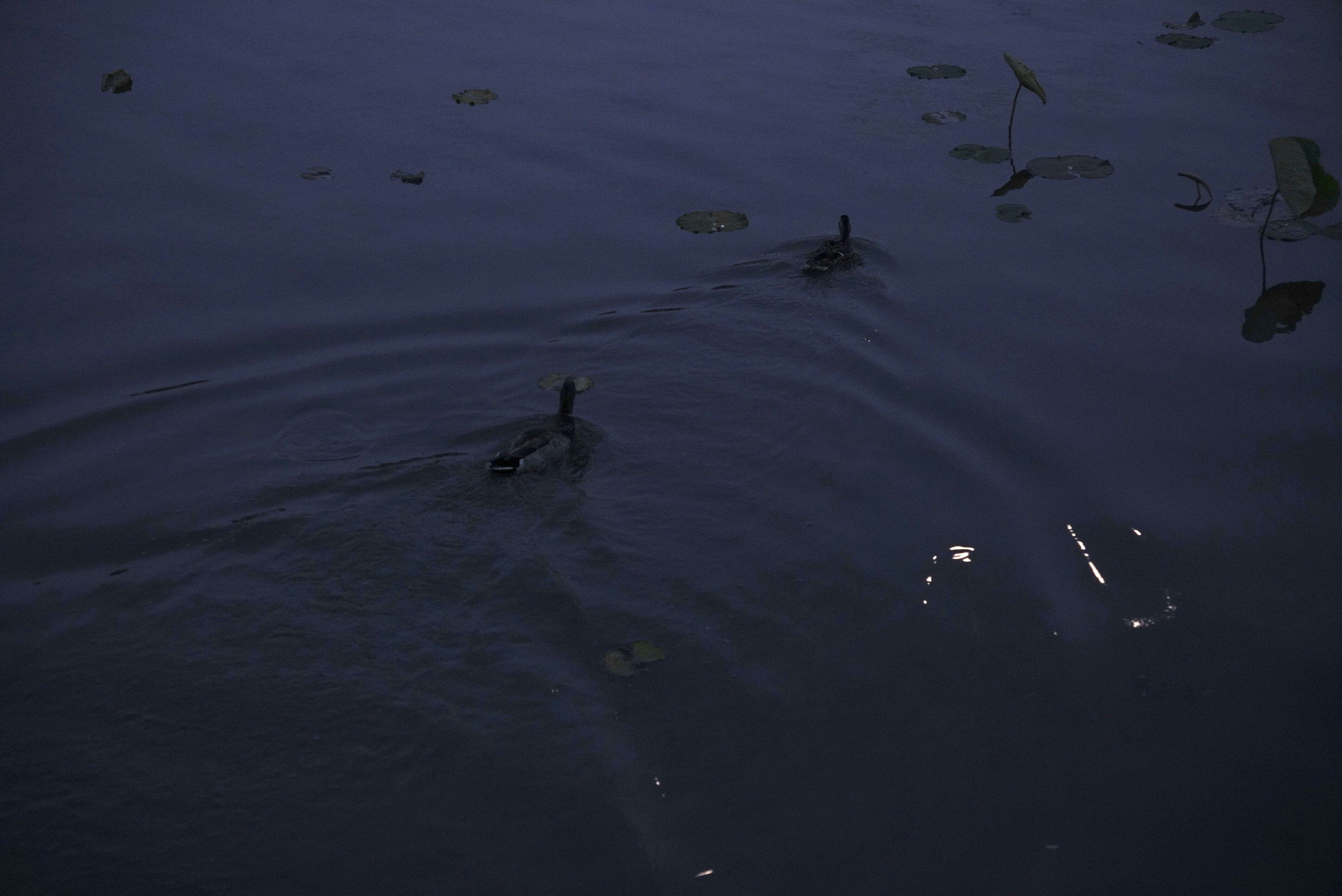 a couple of ducks floating on top of a lake