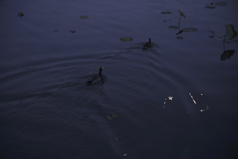 a couple of ducks floating on top of a lake