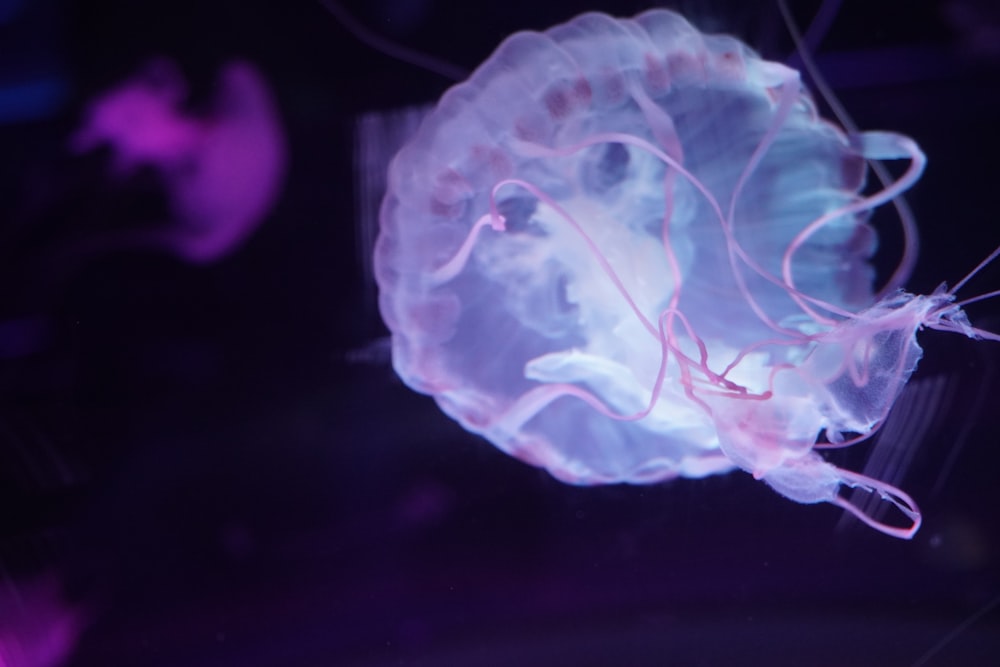 a close up of a jellyfish in a tank