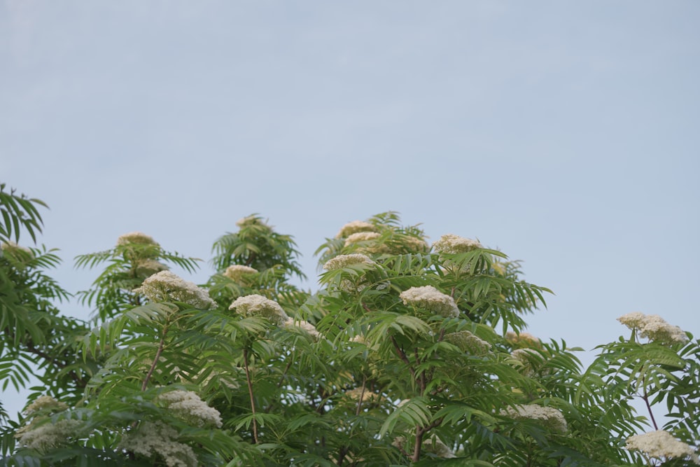 a tree with lots of white flowers in front of a blue sky