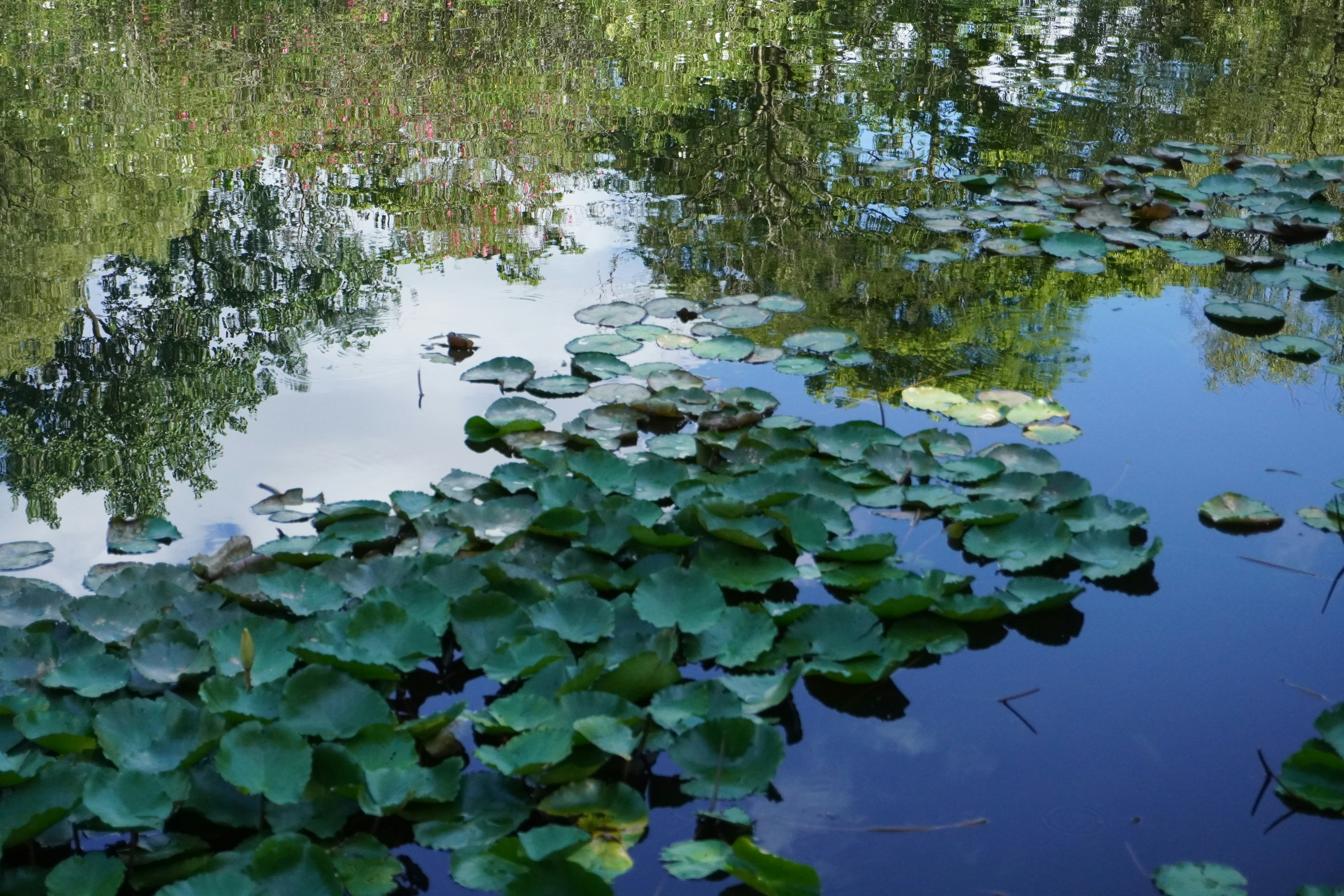 Photo by sakamotomari