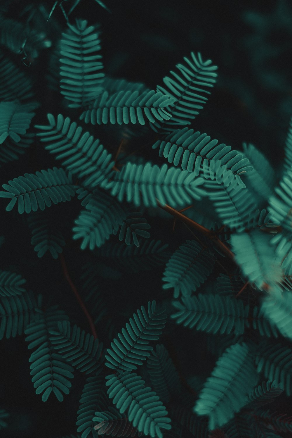 a close up of a plant with green leaves