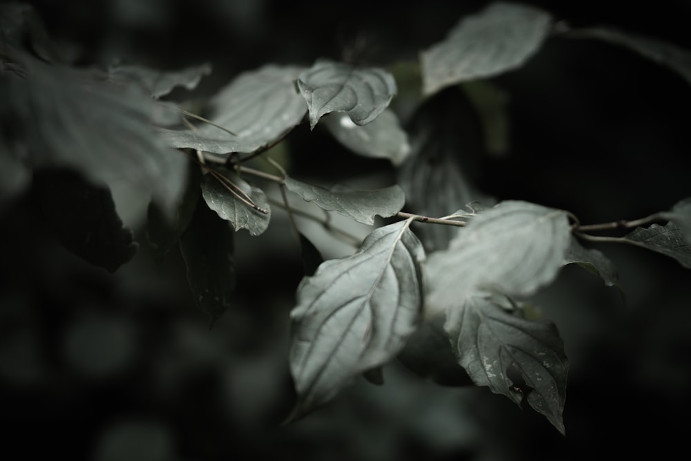 a close up of leaves on a tree