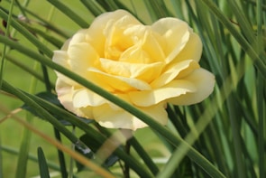 A blooming rose bush under the bright Australian sun.