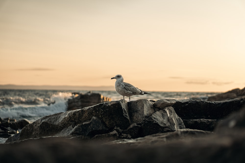 a seagull sitting on a rock near the ocean