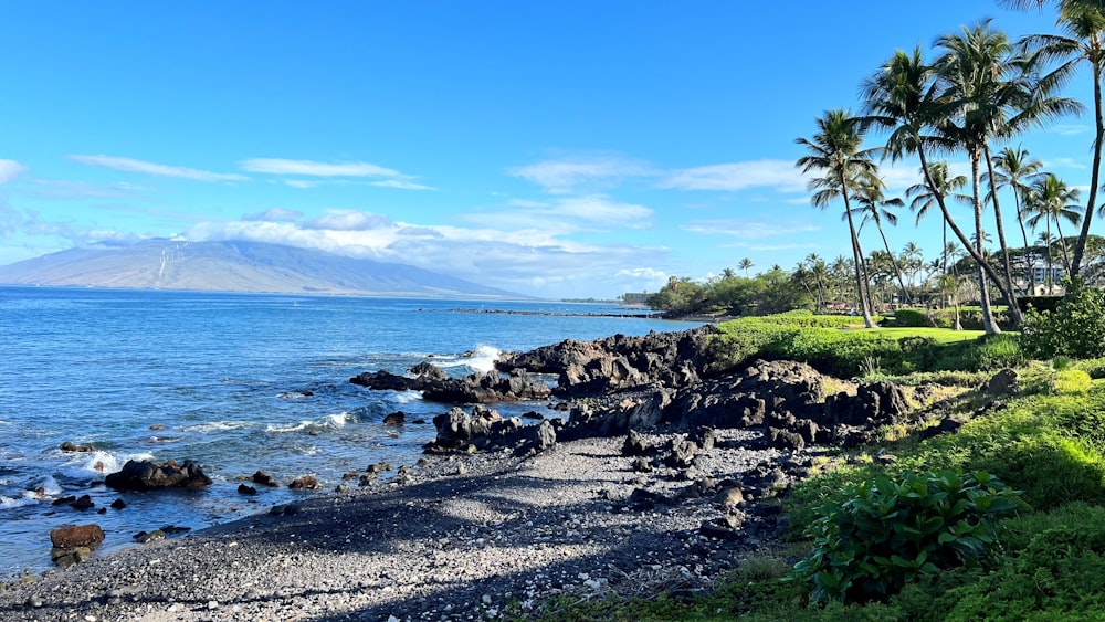 a view of a beach with palm trees and a mountain in the background