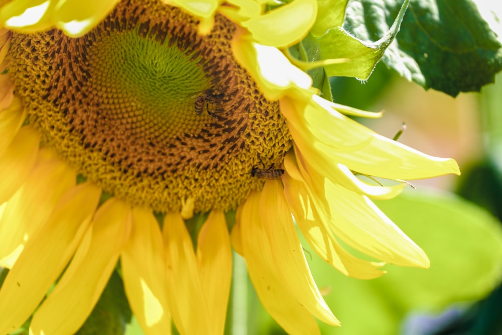 a yellow sunflower with a bee on it