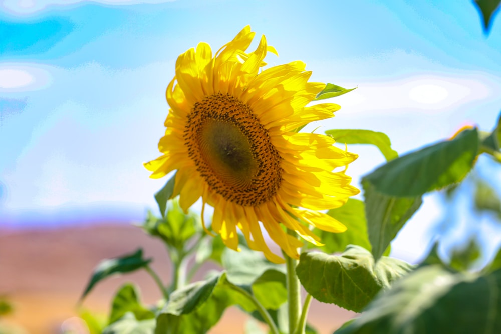 a large sunflower in a field with a blue sky in the background