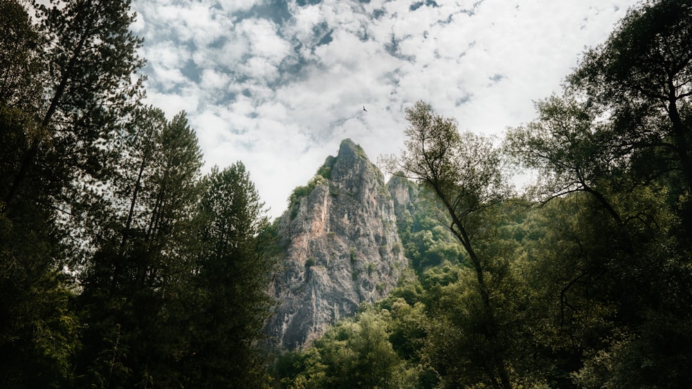 une vue d’une montagne à travers les arbres