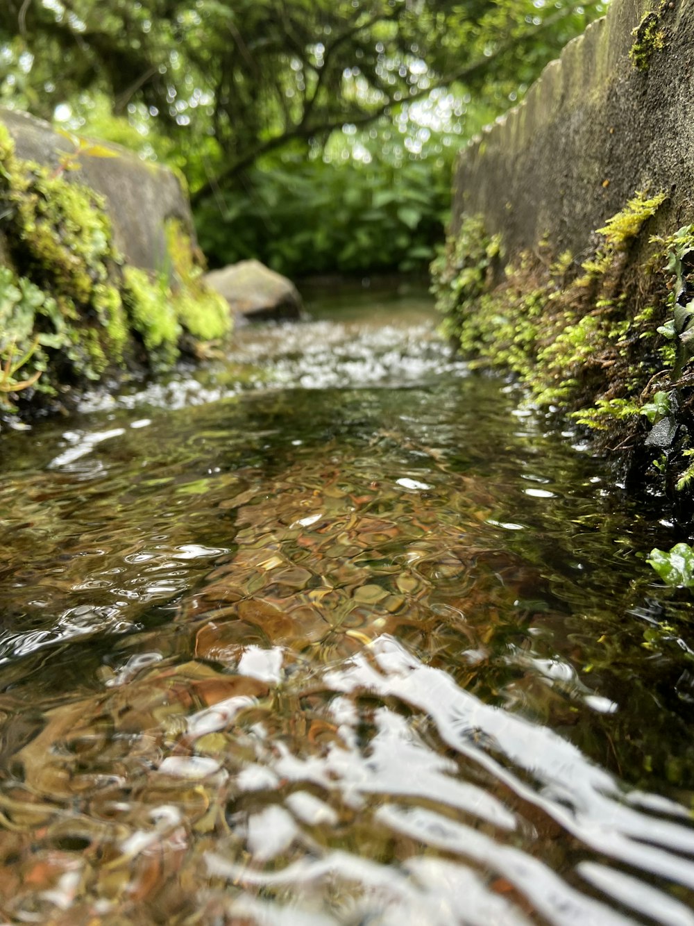 a stream running through a lush green forest