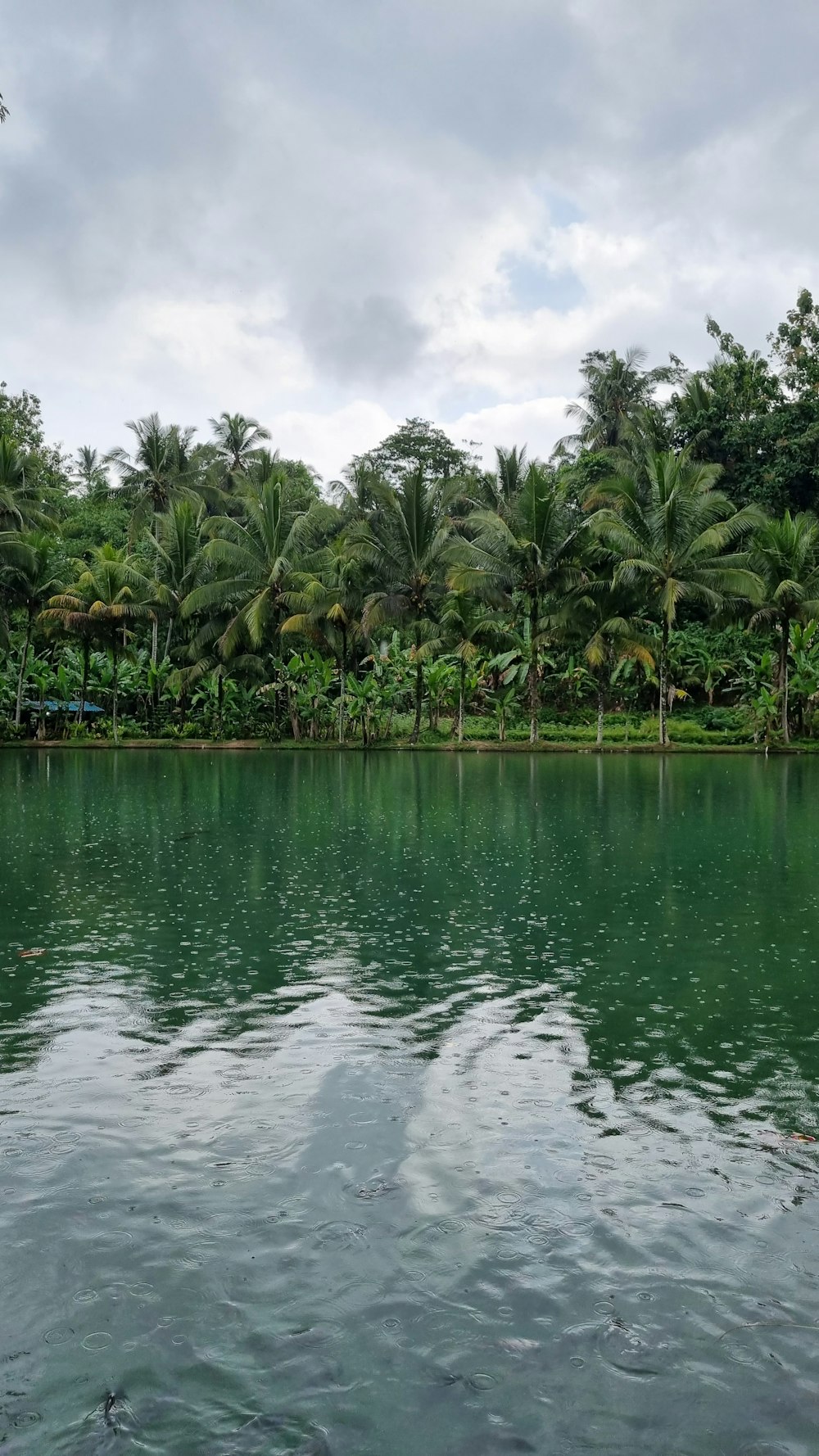 a body of water surrounded by lush green trees