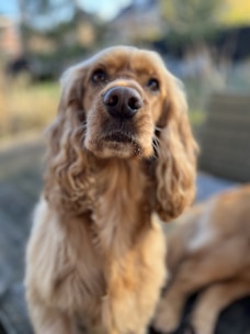 A close-up photo of a dog with long, wavy, light brown fur looking directly at the camera. The background is slightly blurred, with hints of natural elements like trees and a grassy area.