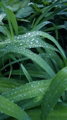 Close-up of vibrant mustard greens with morning dew on the leaves.