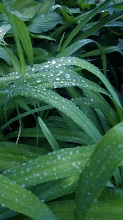 Close-up of fresh amla and bhringraj leaves glistening with morning dew.