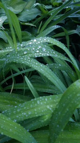 Close-up of fresh moringa leaves glistening with morning dew, highlighting their vibrant green color.