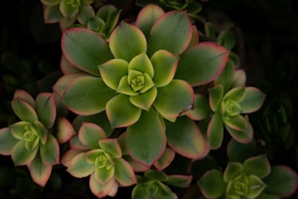 A group of green succulents with thick, fleshy leaves, edged with hints of pink, arranged in a symmetrical pattern, creating an aesthetically pleasing and natural composition.