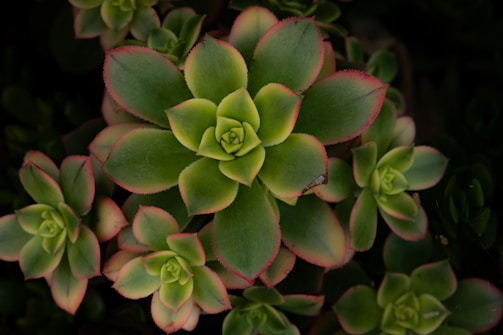 A group of green succulents with thick, fleshy leaves, edged with hints of pink, arranged in a symmetrical pattern, creating an aesthetically pleasing and natural composition.