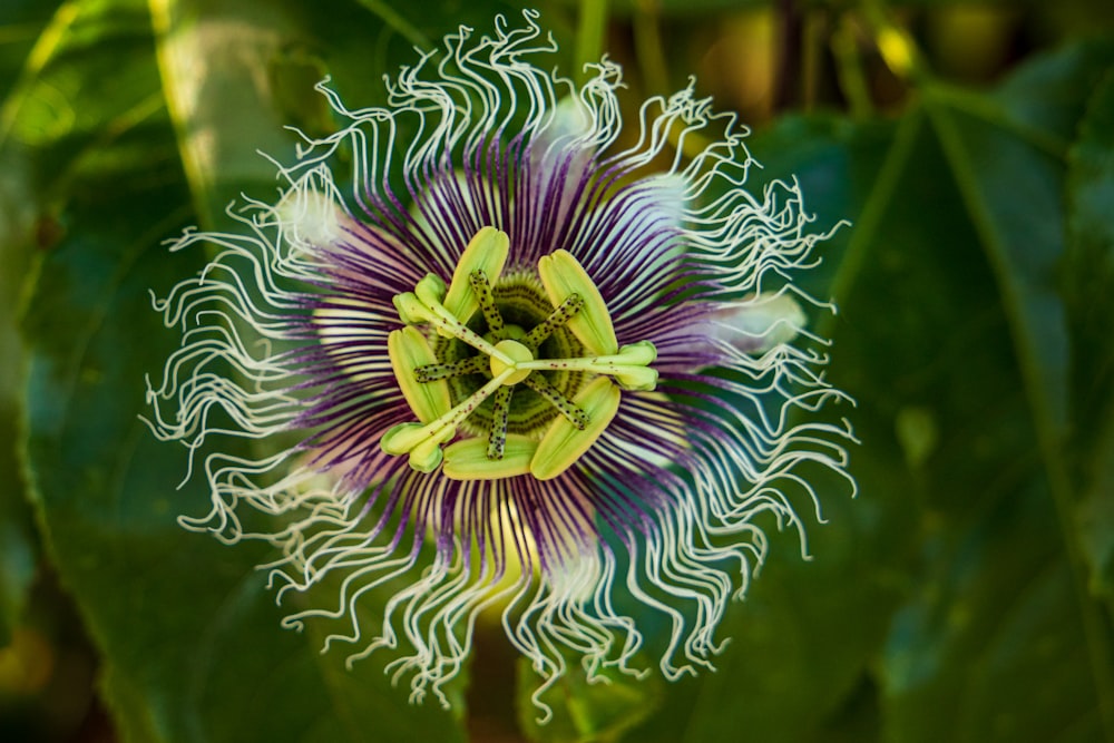 a close up of a flower on a plant