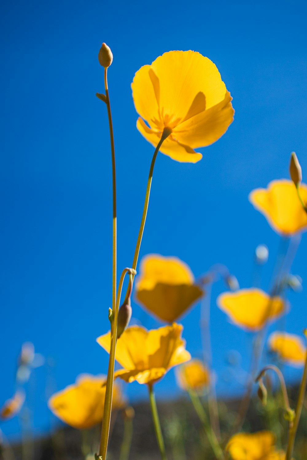 a field of yellow flowers with a blue sky in the background