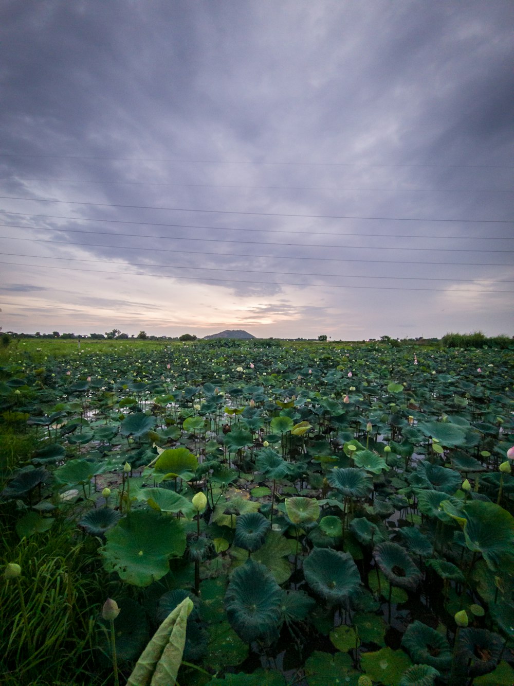 a field full of water lilies under a cloudy sky