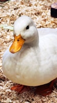 A white duck with an orange beak and feet is resting on a bed of wood shavings. The duck appears fluffy and plump, with its head turned slightly to the side. The background is composed of a textured surface of light brown shavings.