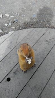 A small rodent standing upright on a wooden surface, holding a piece of food with its front paws. The fur is a light brown color and the surroundings include a wooden plank and rocky ground.