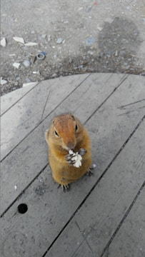 A small rodent standing upright on a wooden surface, holding a piece of food with its front paws. The fur is a light brown color and the surroundings include a wooden plank and rocky ground.
