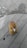 A small rodent standing upright on a wooden surface, holding a piece of food with its front paws. The fur is a light brown color and the surroundings include a wooden plank and rocky ground.