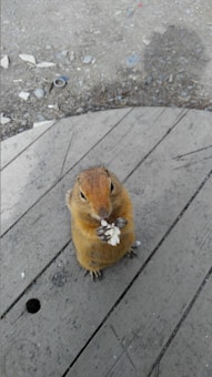 A small rodent standing upright on a wooden surface, holding a piece of food with its front paws. The fur is a light brown color and the surroundings include a wooden plank and rocky ground.